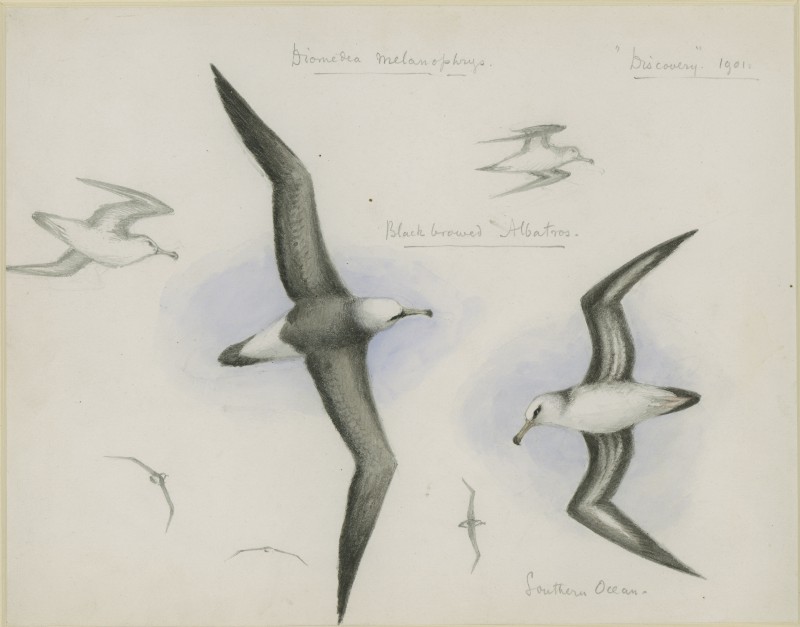 BBA Edward Wilson