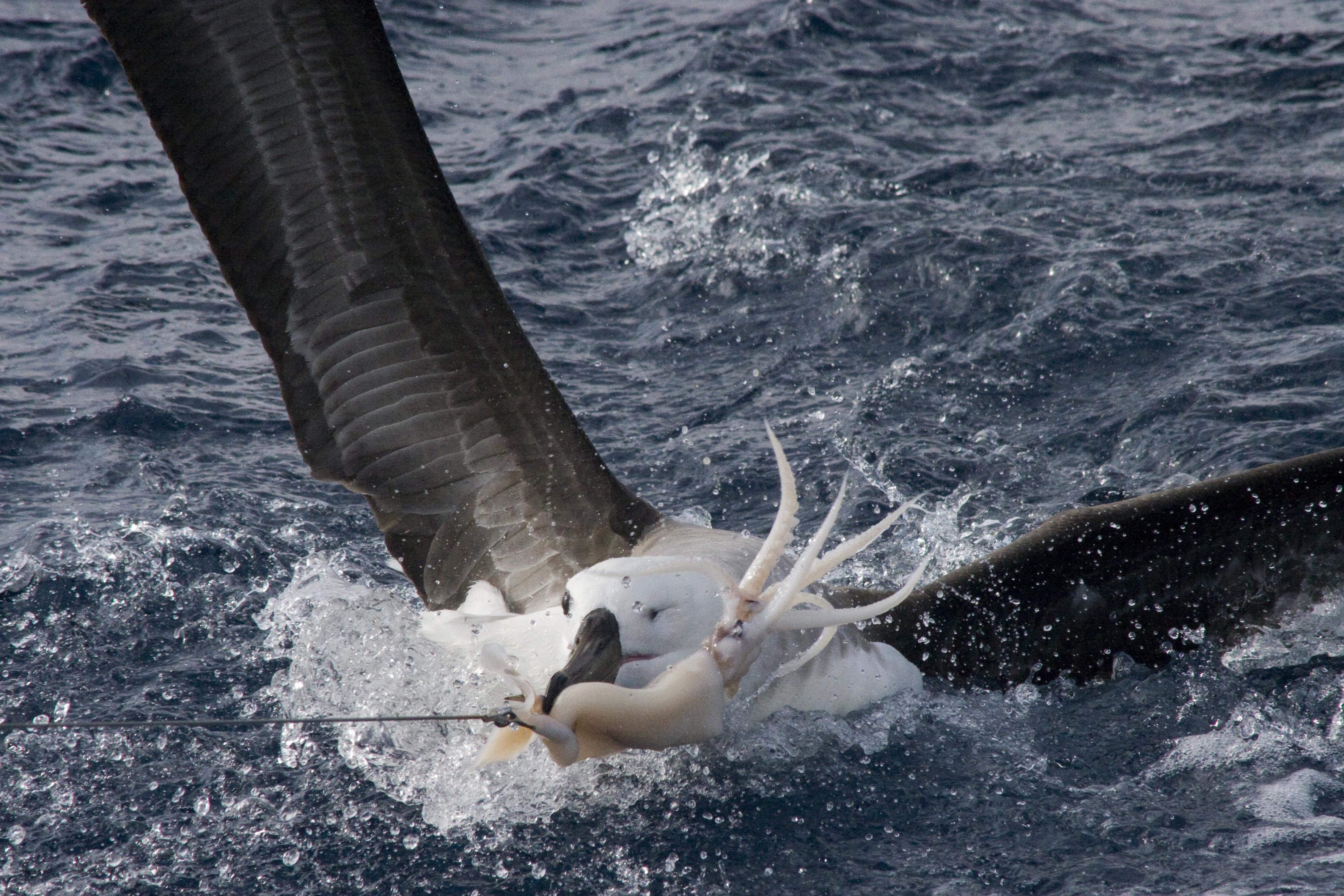 Juvenile black-browed albatross caught on a baited longline hook, off the coast of Brazil. The bird was released by Albatross Task Force instructor Fabiano Peppes.
