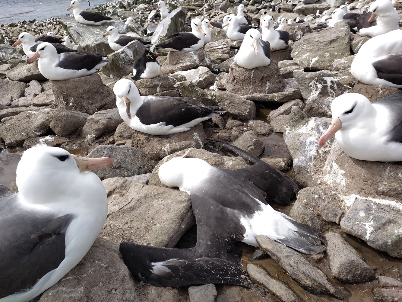 Beauchene HPAI 2 shrunk