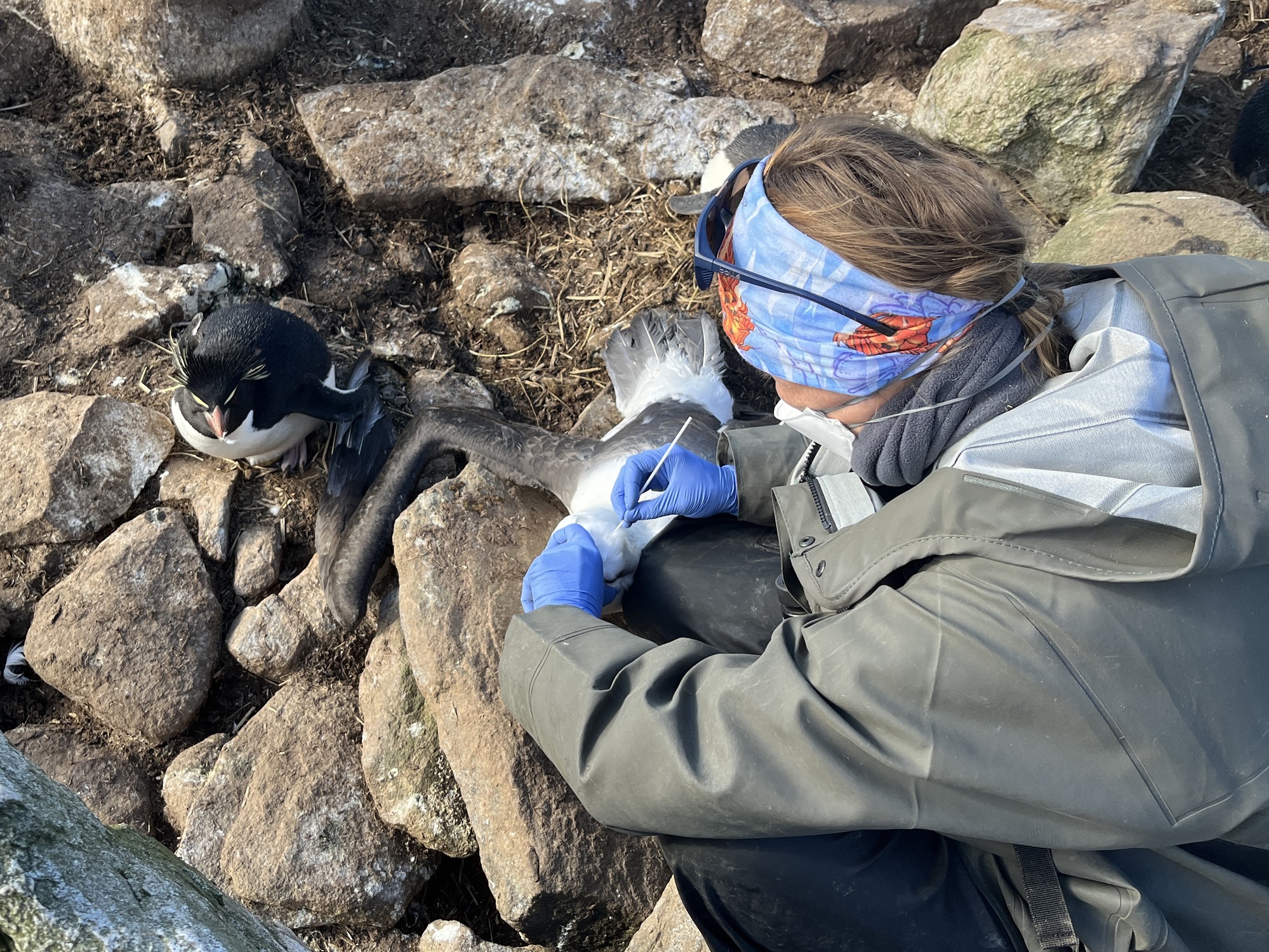 Beauchene HPAI 3 Megan Tierney shrunk