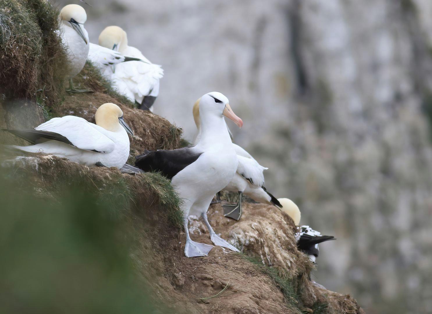 Bempton Cliffs Black browed Albatross Craig Thomas