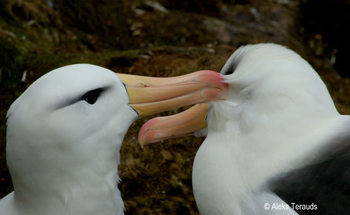 Black browed Albatross Preening by Aleks Terauds