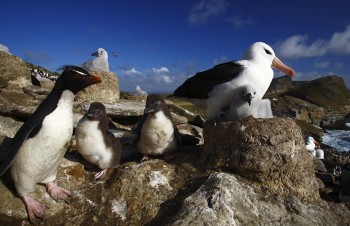 Black-browed Albatrosses New Island Ian Strange s