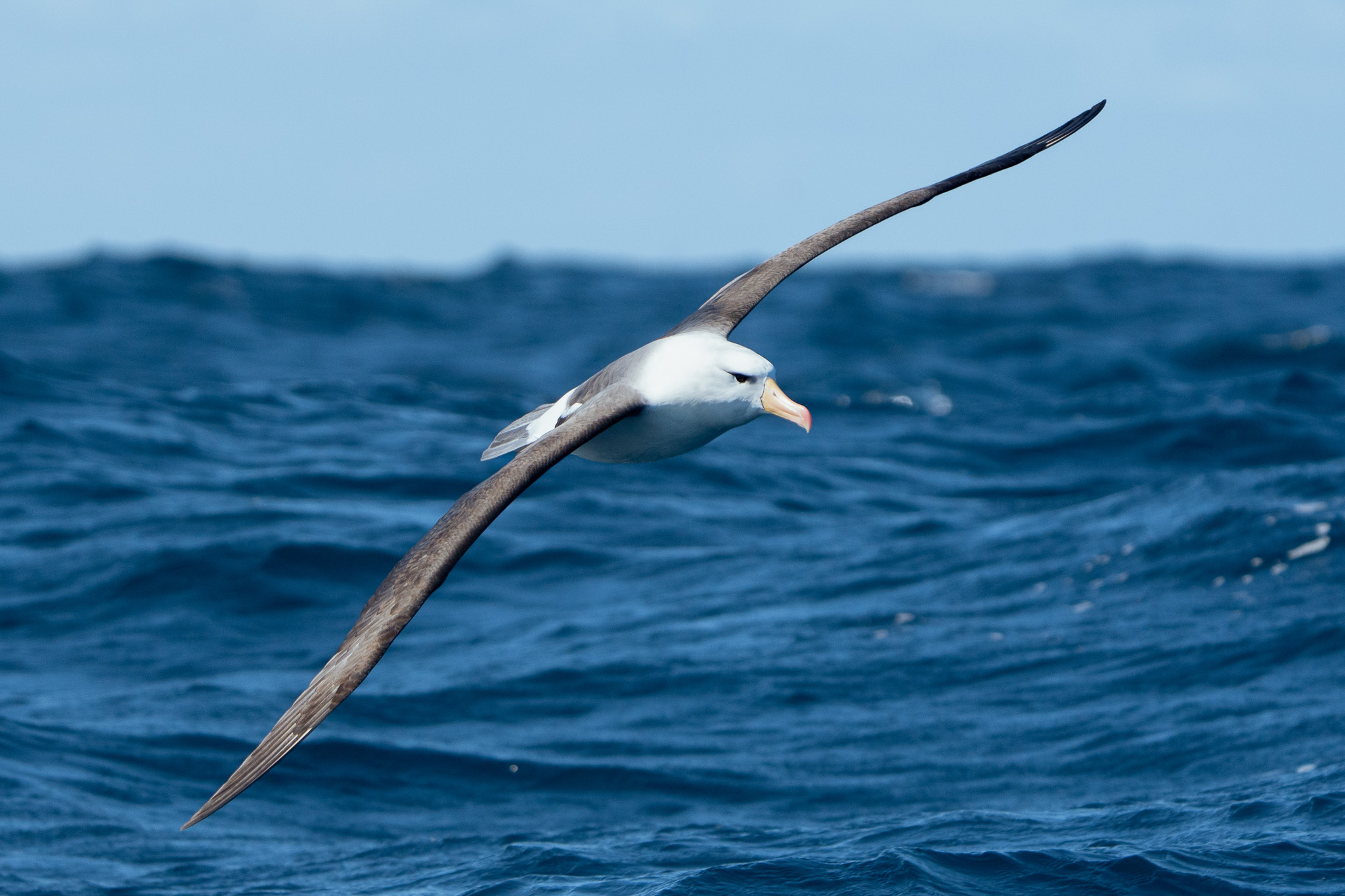 Black browed Albatross Alex Adamiano