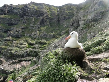 Black browed Albatross Kerguelen Deborah Pardo