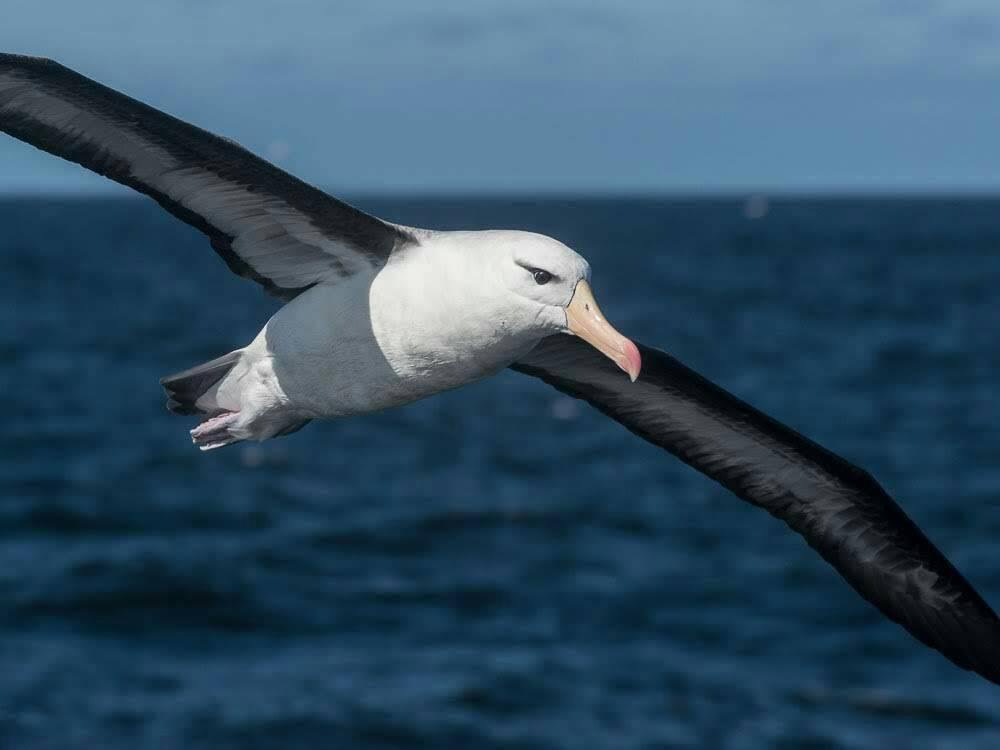 Black browed Albatross Marcos de Campo 2