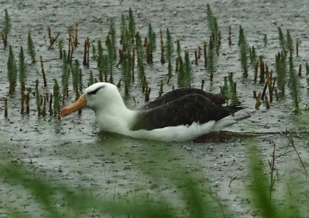 Black browed Albatross Suffolk 2015 Peter Hobbs