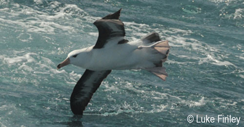 Black_Browed-Albatross-by-Luke-Finley_gallery