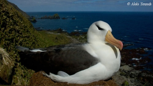 Black_Browed_Albatross_by_Aleks_Terauds