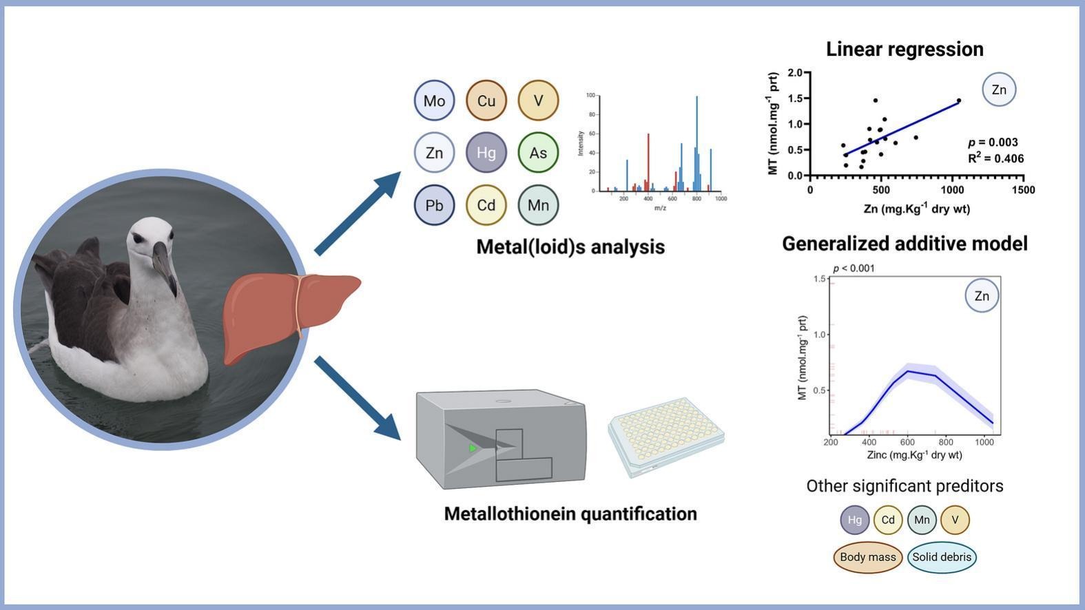 Graphical abstract BBA Serafini
