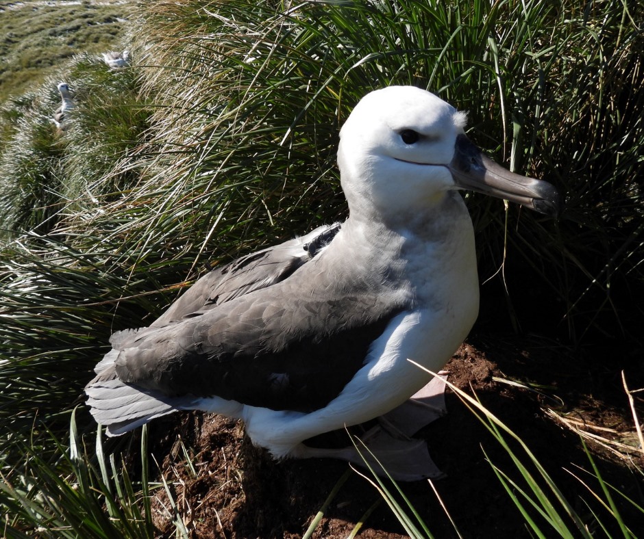 Orion Black browed Albatross 1