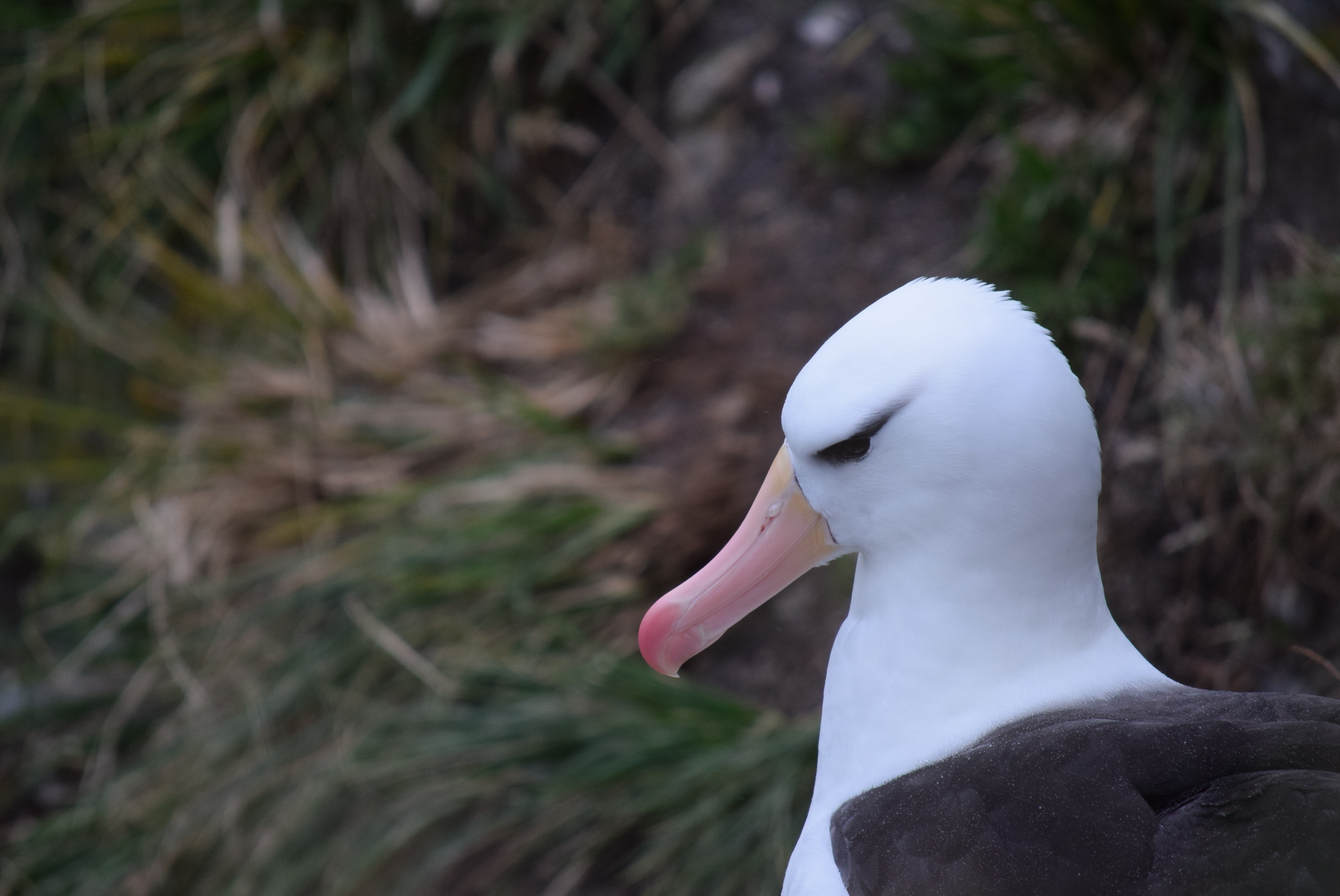 Patricia Serafini BBA Isla Islote