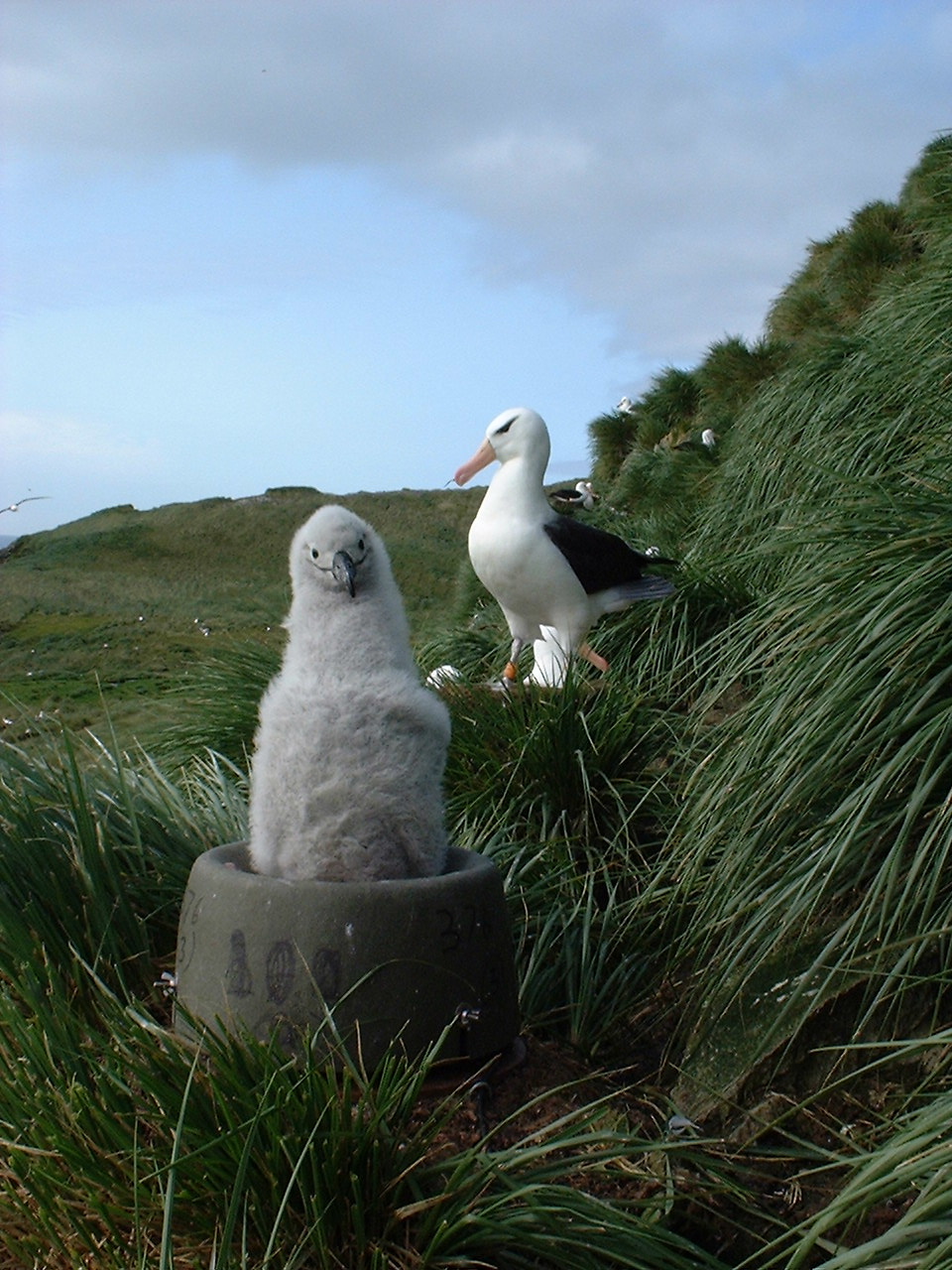 Richard Phillips Black browed Albatross 1