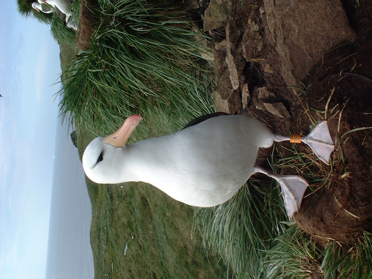 Richard Phillips Black browed Albatross 5