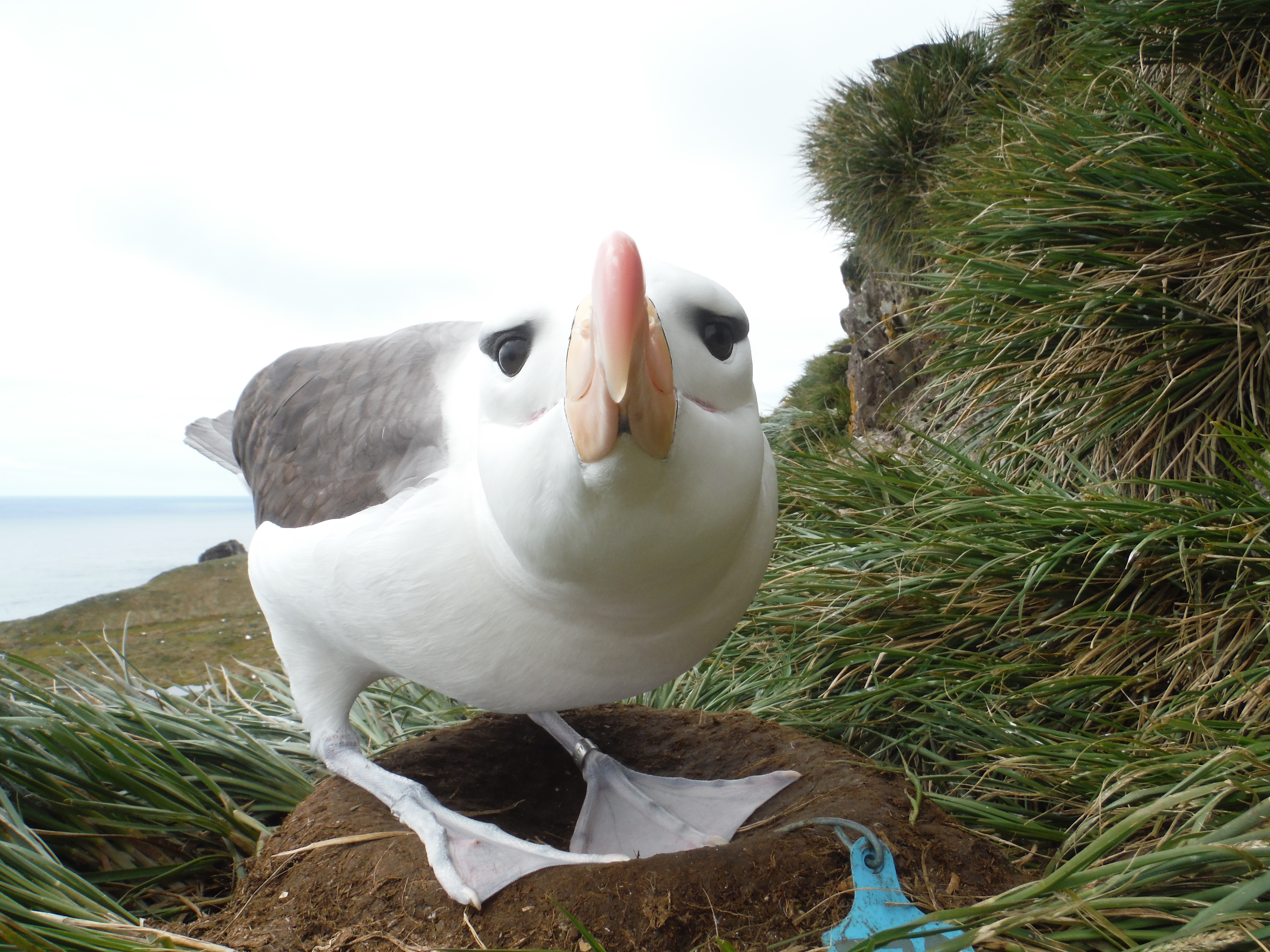 Richard Phillips Black browed Albatross 7