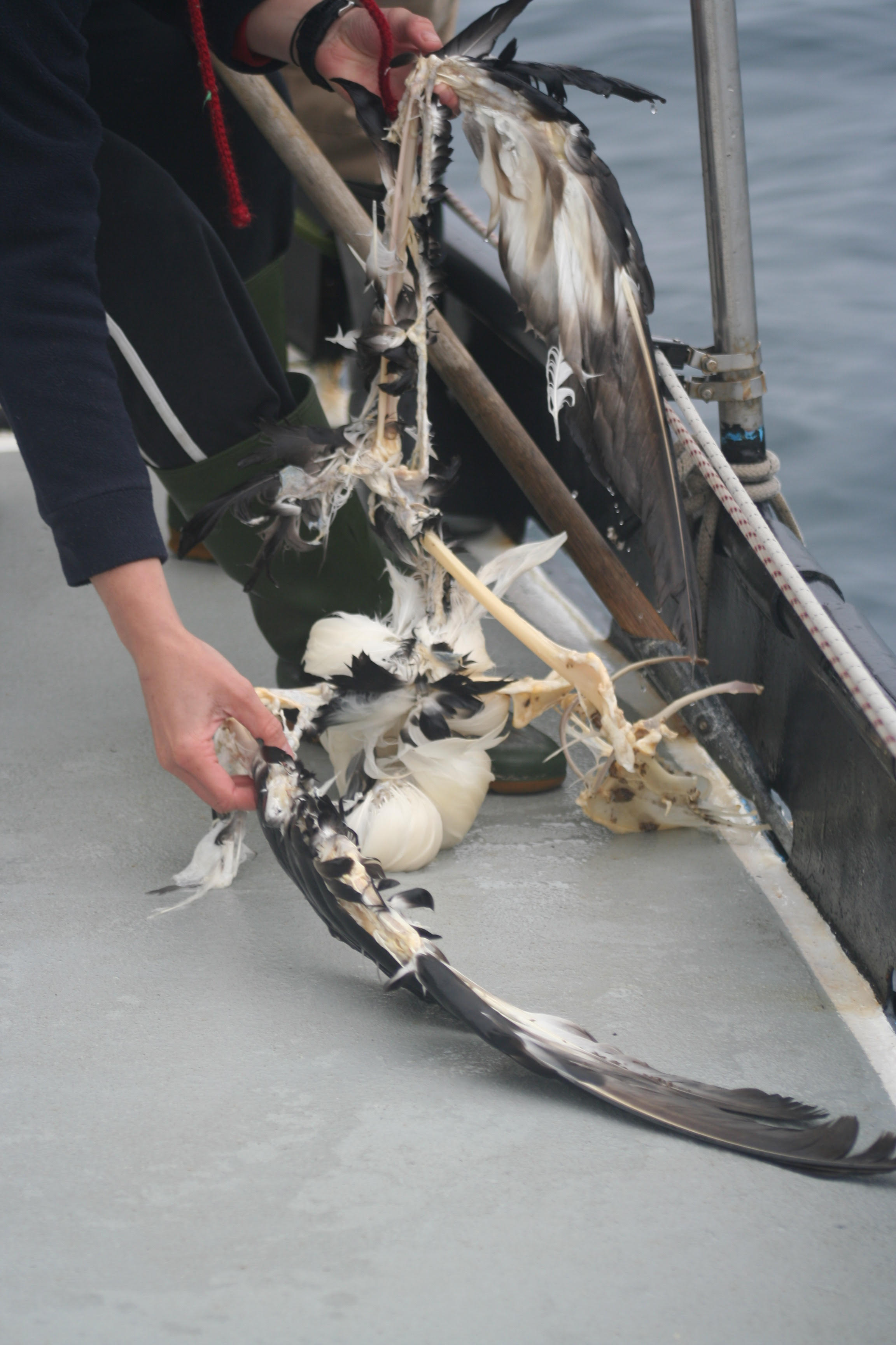 Squid jigger Black browed Albatross corpse Tim Reid 2