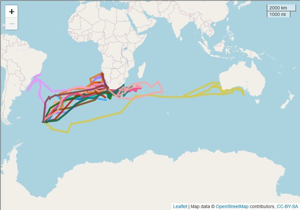 Tracked Black browed Albatrosses