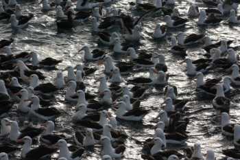 black-browed_albatross_trawler3_graham_parker