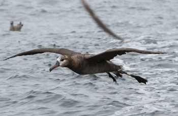 Black footed Albatross 3 Vicki Miller s