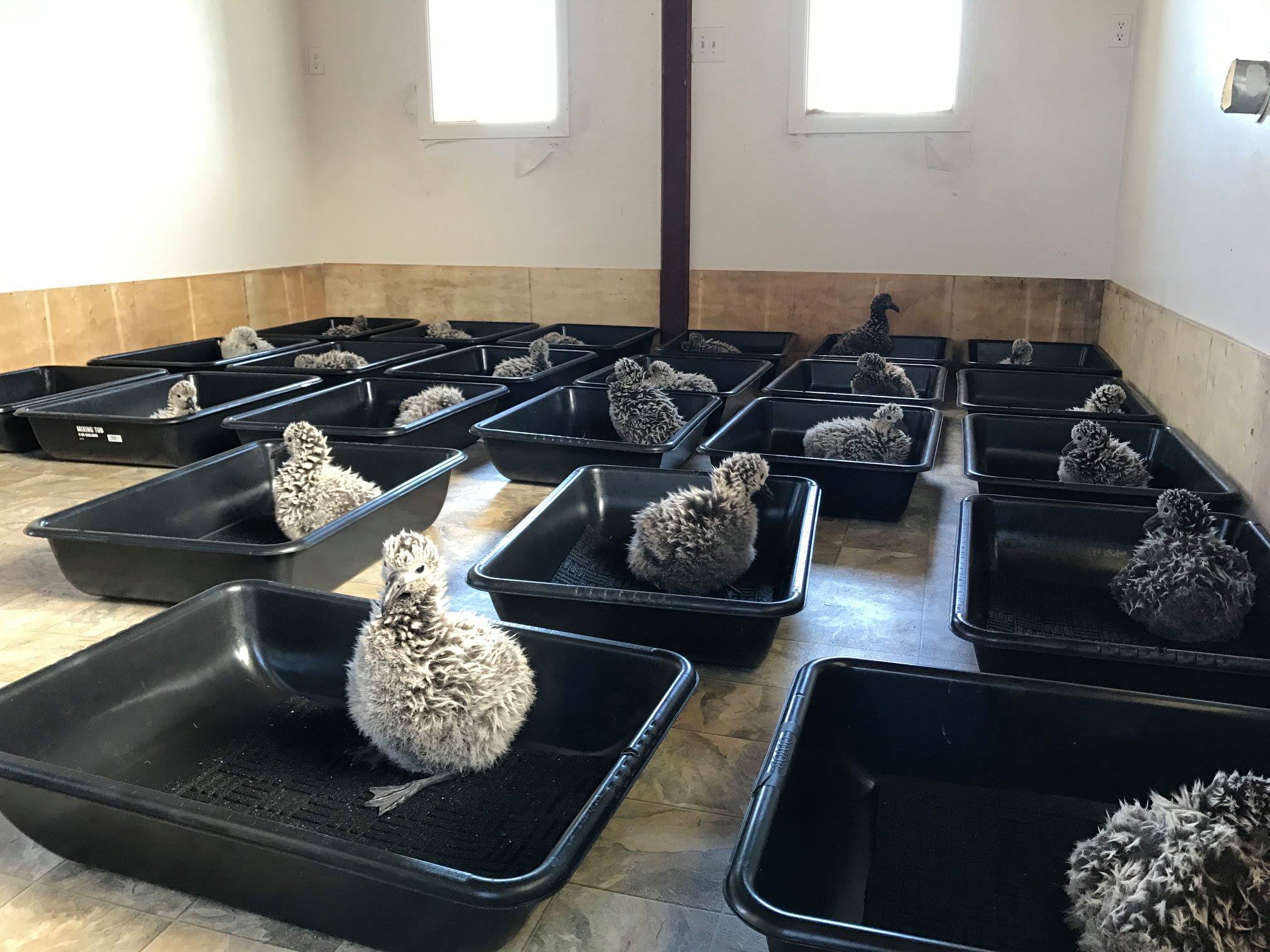 Black footed Albatross 2018 translocation chicks