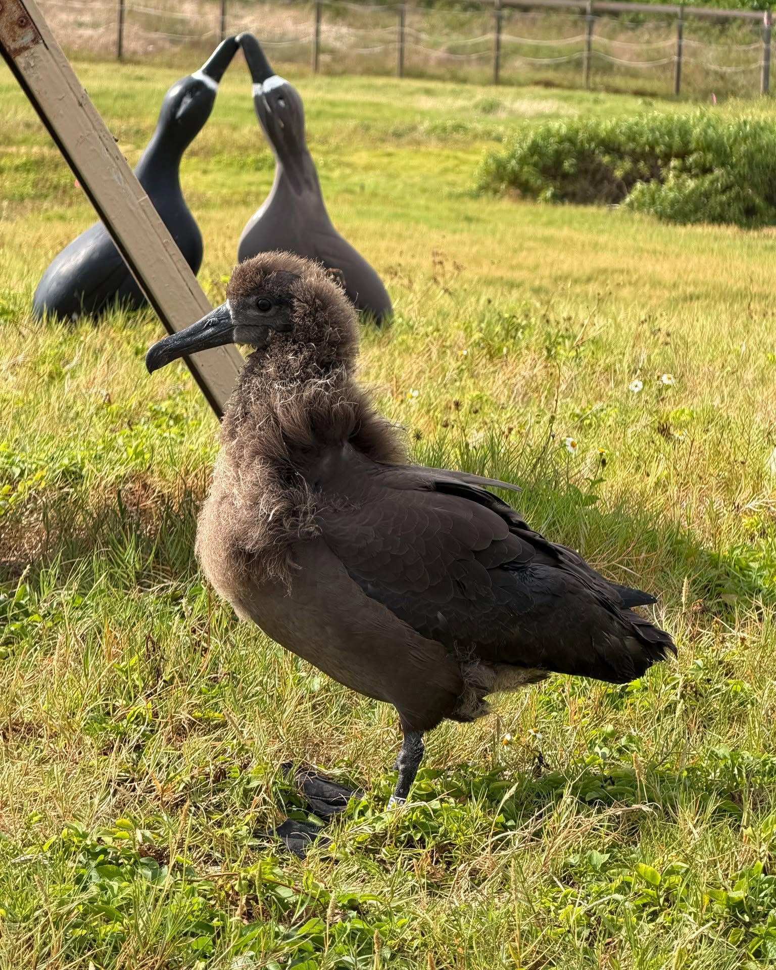 Black footed Albatross 2025 26 chick