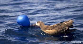 Black footed Albatross and balloon