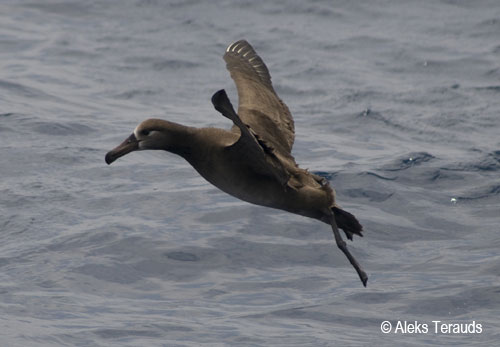 Black footed Albatross1 by Aleks Terauds small