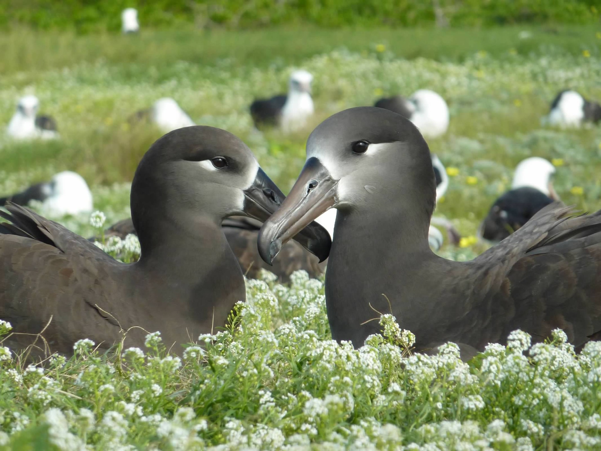 Dec 2025 Kure Atoll 2
