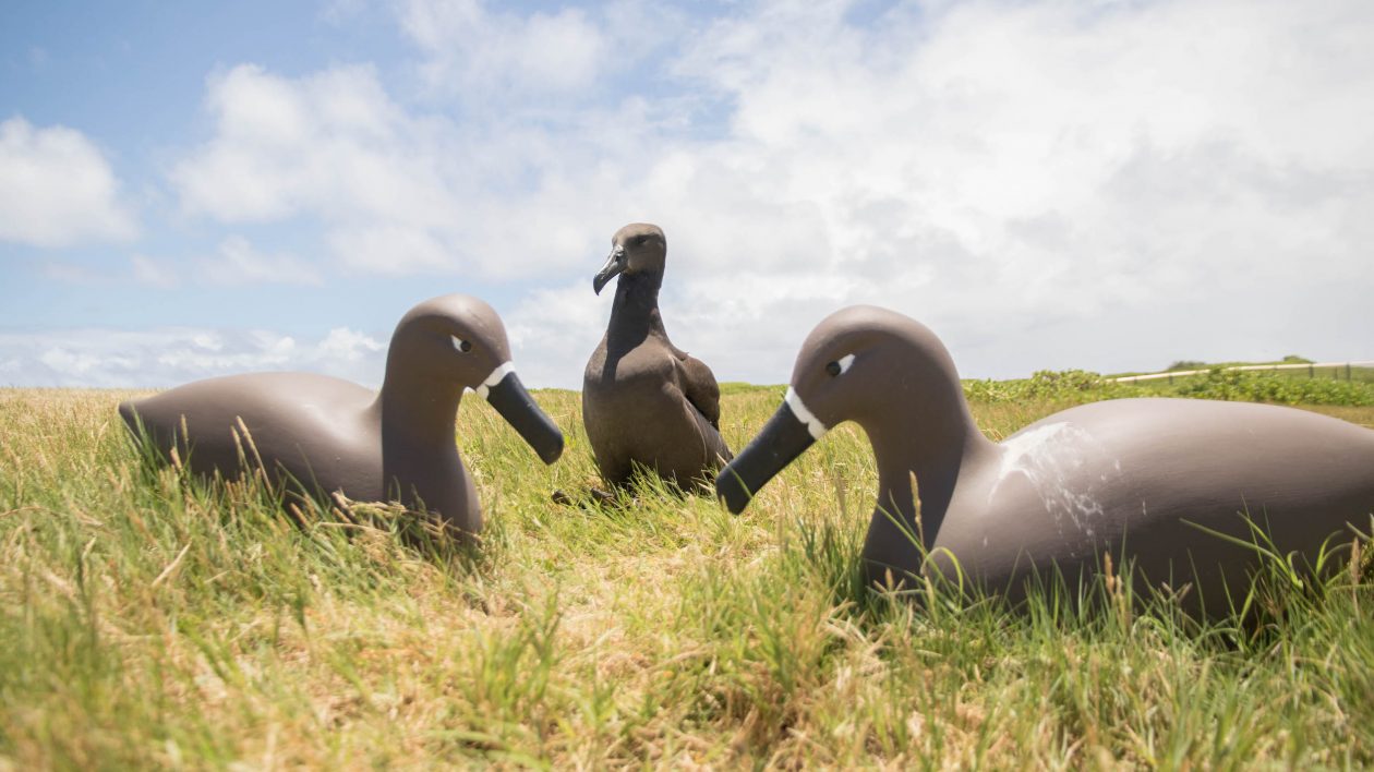 Decoys Black footed Albatrosses Lindsay Young