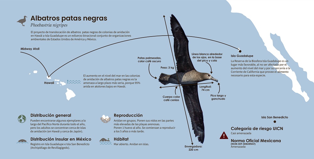 Guadalupe translocation map