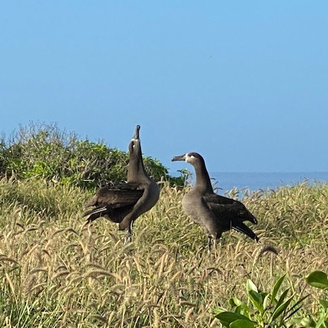 Kaena Black foots 2