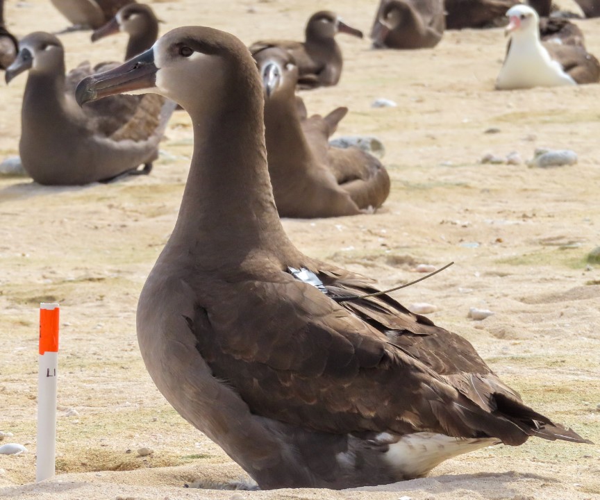 Oikonos Black footed Albatross satellite tag