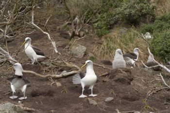 Bullers Albatrosses Solanders 5 Jean Claude Stahl s