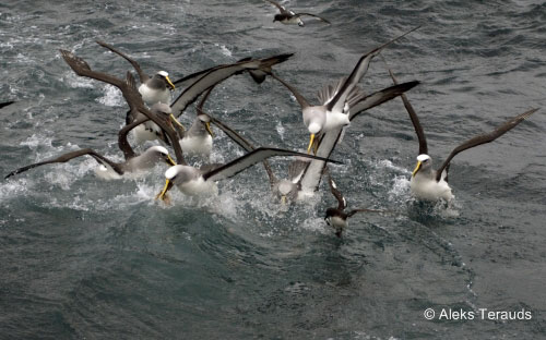 Bullers_Albatross_Feeding-in-water_Aleks_Terauds