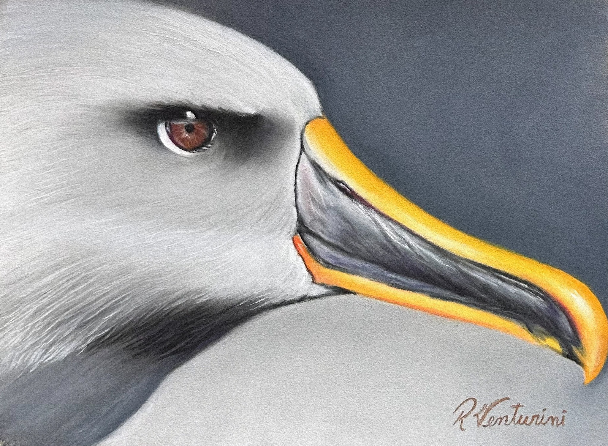 Bullers Albatross Rosa Venturi after Ross Wheeler