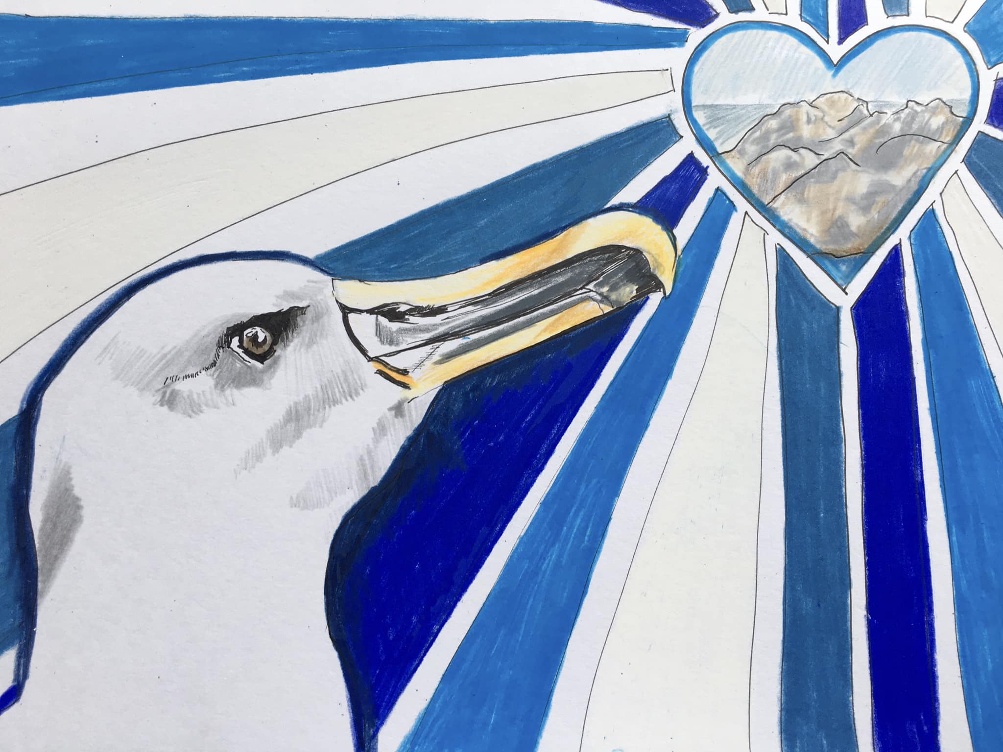 Bullers Albatross Virginia Nicol The guiding heart