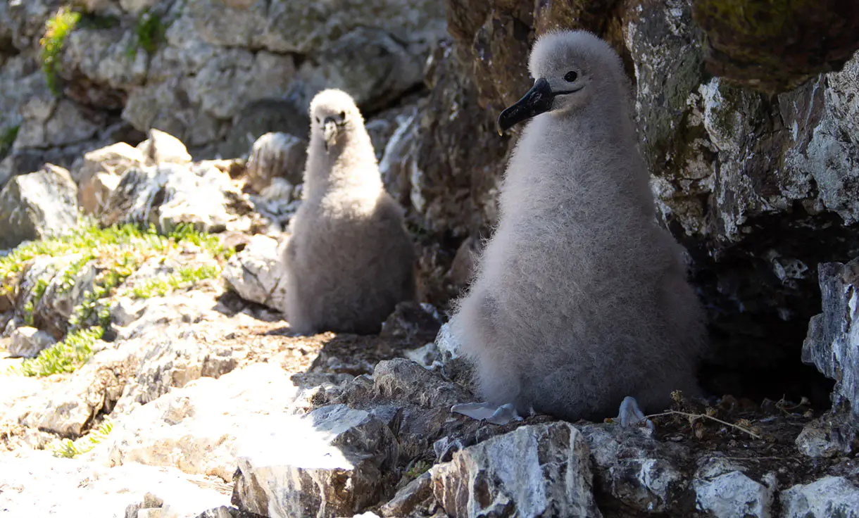 Bullers Albatross chicks Rosemary Rock Kevin Parker