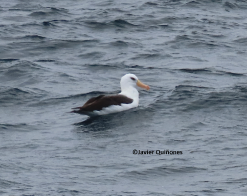 Campbell Albatross Peru
