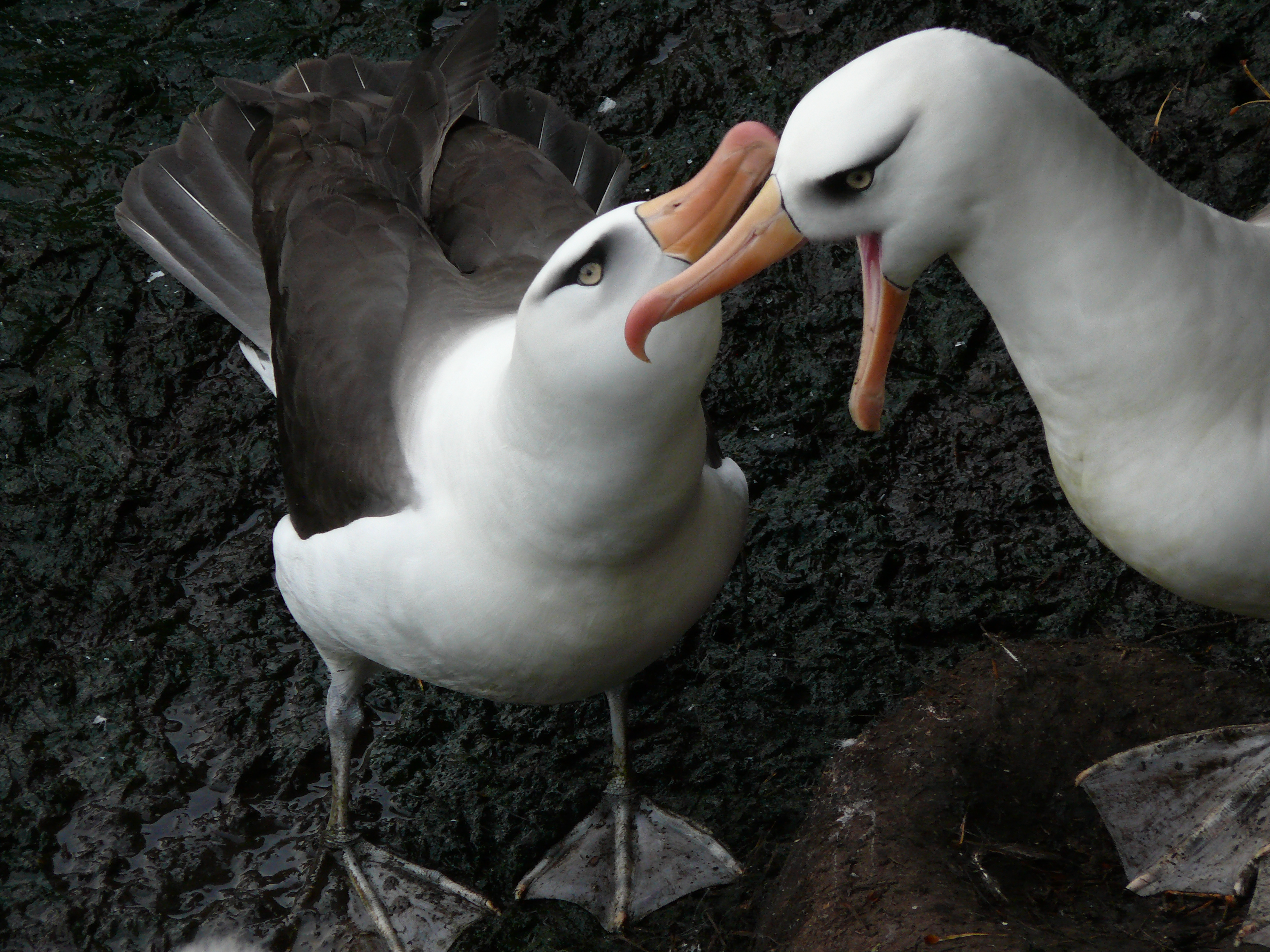 Campbell albatross Feb 2008 4 Peter Moore