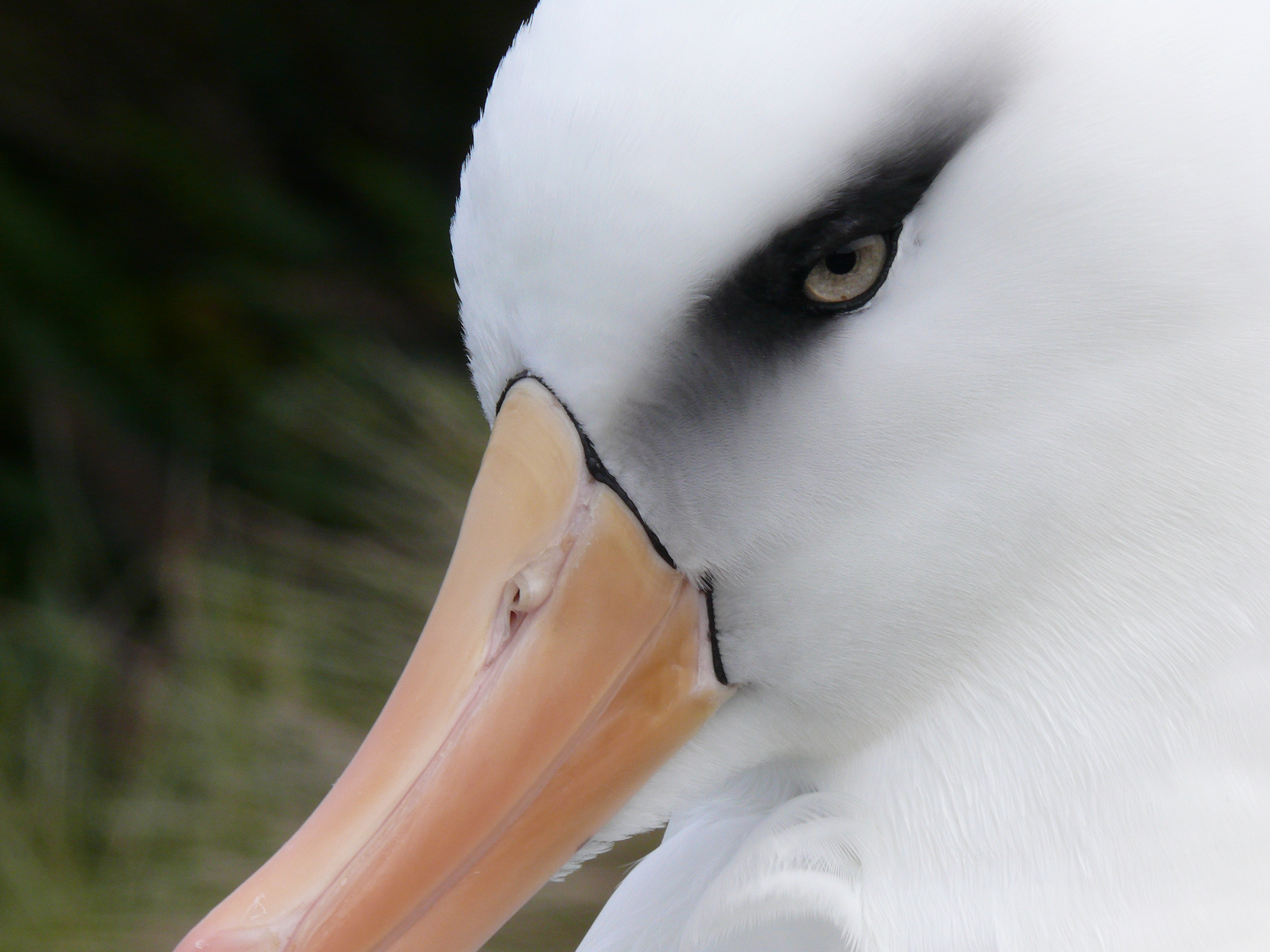 Campbell albatross Jan 2009 2 Peter Moore