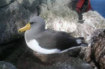 Chatham_Albatross_Rima_Snares_by_Matt_Charteris