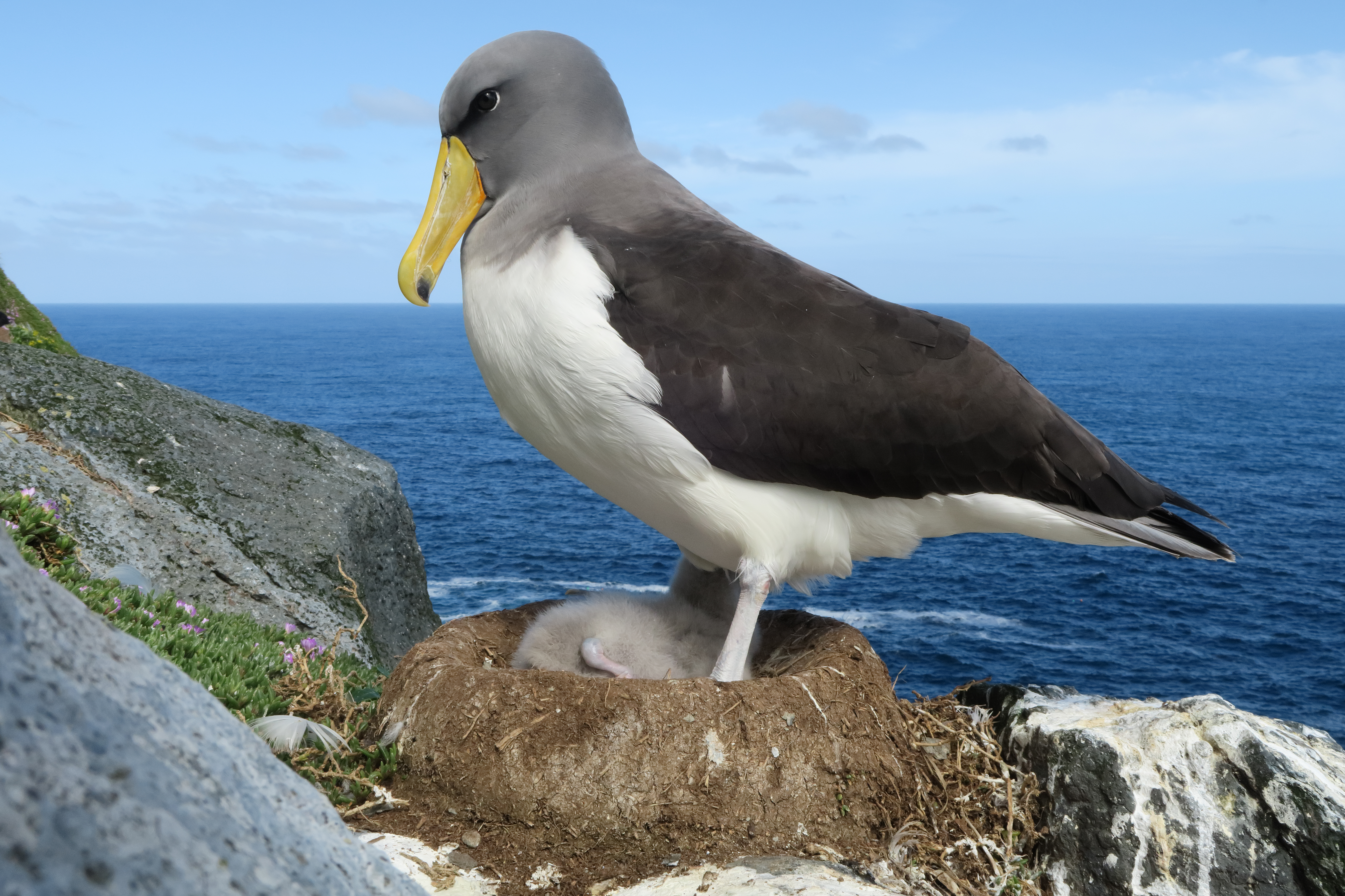 Chatham Island Albatross The Pyramid 11.11.2016 Credit Dave Boyle 1