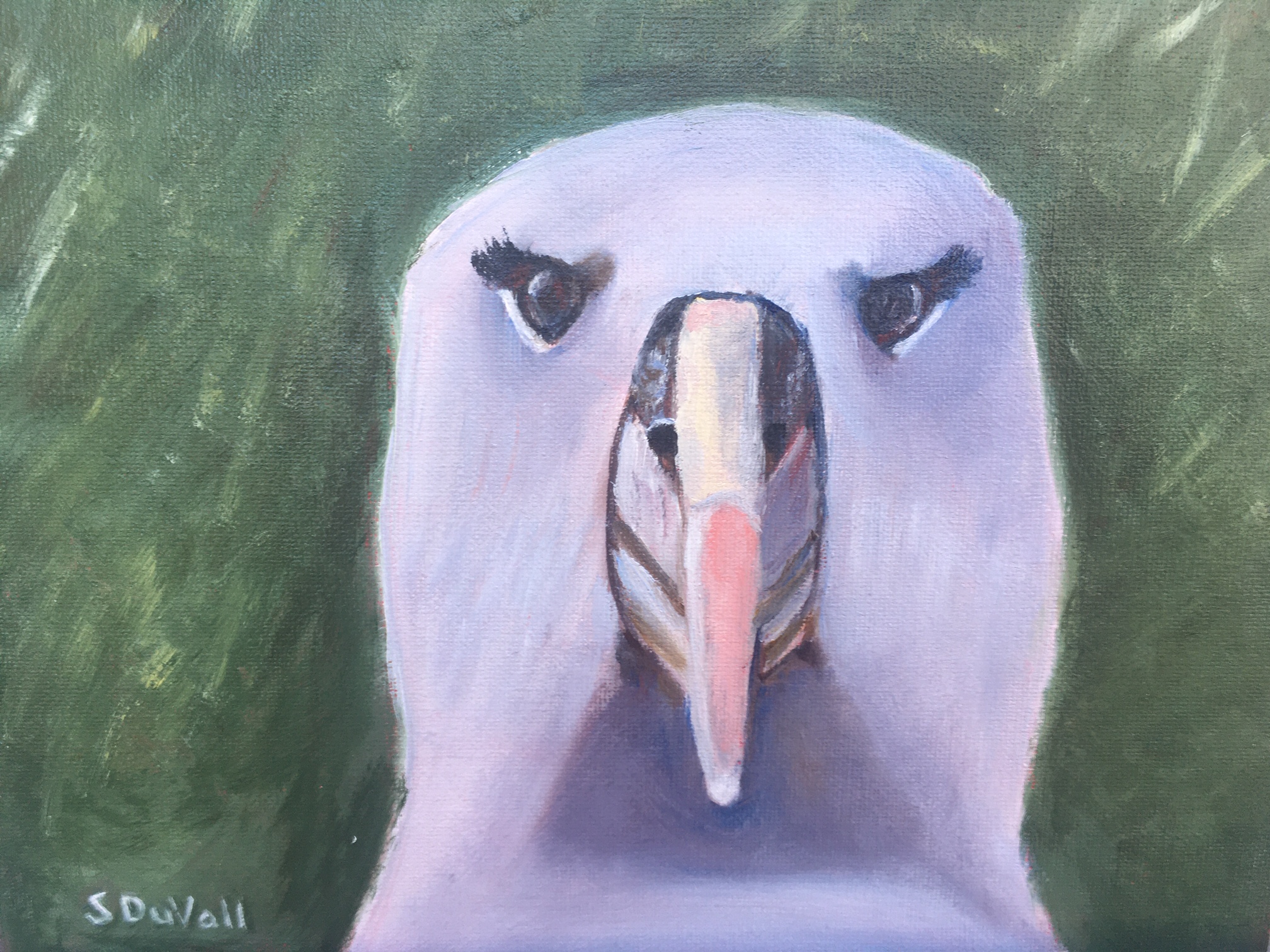 Grey headed Albatross Cristian DSuazo Sue DuVall hiqual