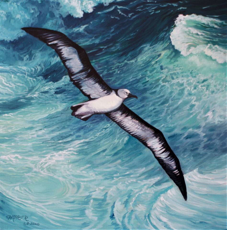 Grey headed Albatross Kirk Zufelt Dimas Gianuca Annie Shoemaker Magdaleno