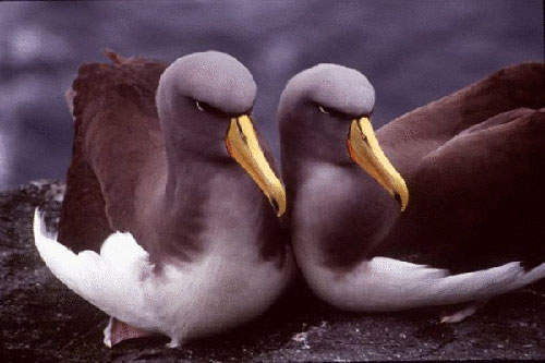 Chatham_Albatross_by_Graham_Robertson