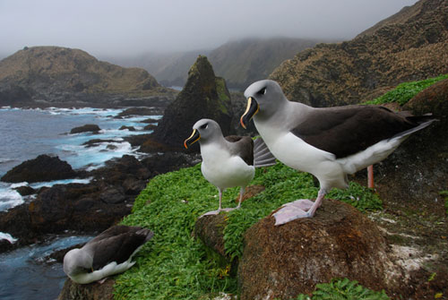 Grey headed Albatross by Rowan Treblico