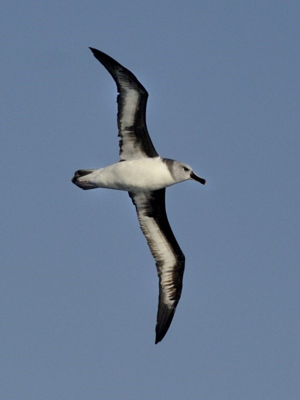 Grey headed subadult Kirk Zufelt