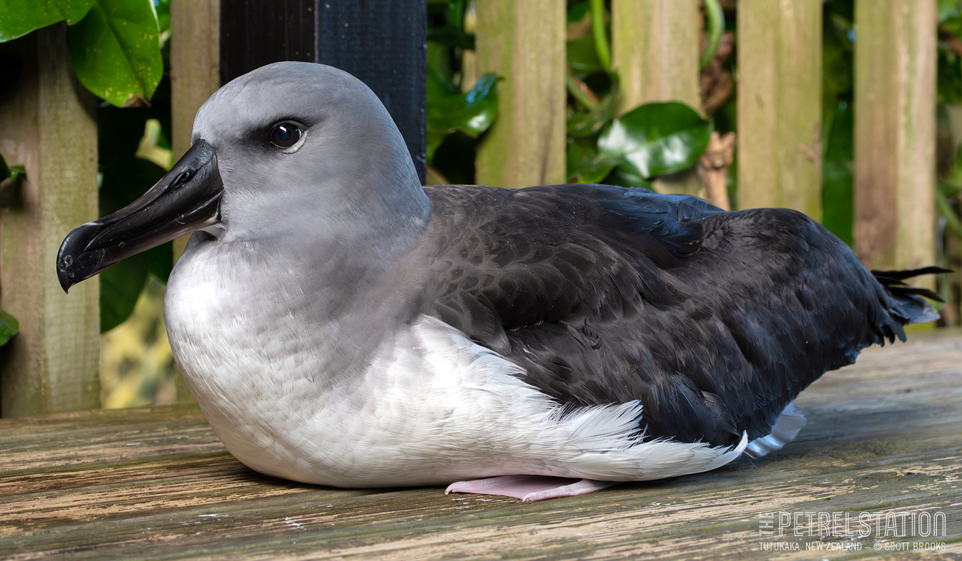 Entangled Grey headed Albatross Scott Brooks 1