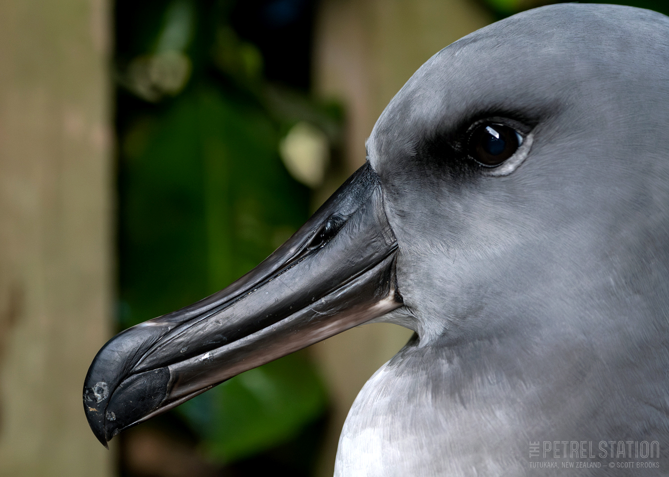 Entangled Grey headed Albatross Scott Brooks 3