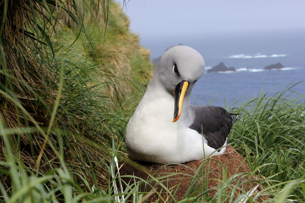 Agreement on the Conservation of Albatrosses and Petrels - The Way You Fly,  an albatross poem by Melanie Wells